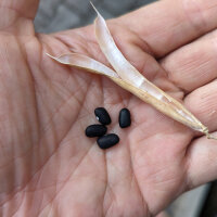 Frijol tépari Black Mitla (Phaseolus acutifolius)...