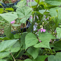 Frijol tépari Black Mitla (Phaseolus acutifolius)...