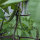 Frijol tépari Black Mitla (Phaseolus acutifolius)  semillas