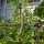 Frijol tépari Black Mitla (Phaseolus acutifolius)  semillas
