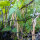 Frijol tépari Black Mitla (Phaseolus acutifolius)  semillas