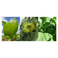 Tabaco de cachimba - Kit de semillas