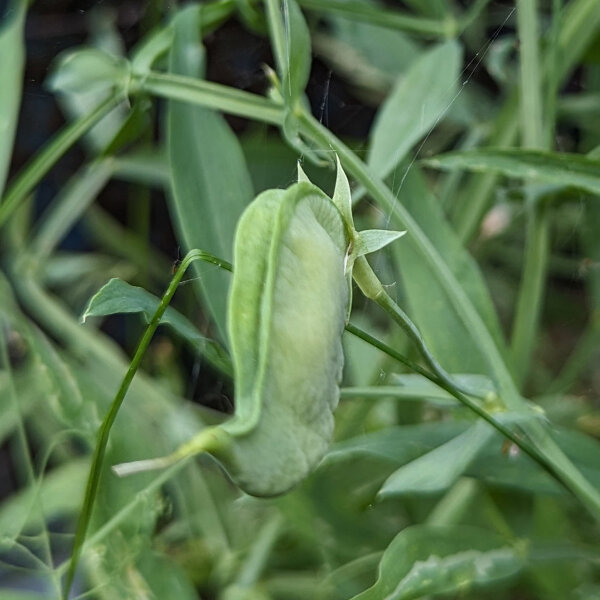 Almorta (Lathyrus sativus) semillas