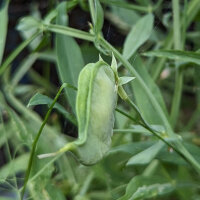 Almorta (Lathyrus sativus) semillas
