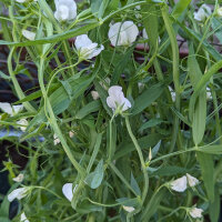 Almorta (Lathyrus sativus) semillas