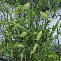 Almorta (Lathyrus sativus) semillas