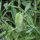 Almorta (Lathyrus sativus) semillas