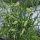 Almorta (Lathyrus sativus) semillas