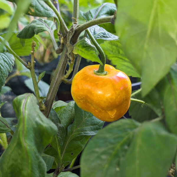 Ají rocoto Canario (Capsicum pubescens) Semillas