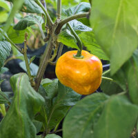 Ají rocoto Canario (Capsicum pubescens) Semillas