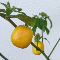 Ají rocoto Canario (Capsicum pubescens) Semillas