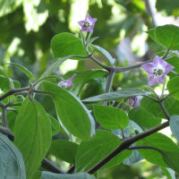 Ají rocoto Canario (Capsicum pubescens) Semillas