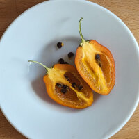 Ají rocoto Canario (Capsicum pubescens) Semillas