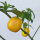Ají rocoto Canario (Capsicum pubescens) Semillas