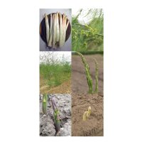 Variedades de espárragos - Set de semillas