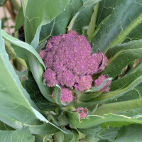 Coliflor morada Violetta di Sicilia (Brassica oleracea var. botrytis) semillas