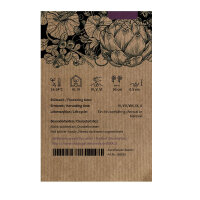 Coliflor morada Violetta di Sicilia (Brassica oleracea var. botrytis) semillas