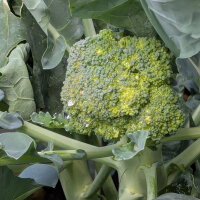 Brócoli ‘Limba’ (Brassica oleracea var. italica) semillas ecológicas