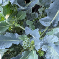 Brócoli ‘Limba’ (Brassica oleracea var. italica) semillas ecológicas