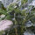 Brócoli ‘Limba’ (Brassica oleracea var. italica) semillas ecológicas