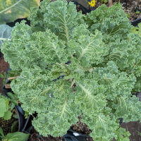 Col rizada ‘Emerald Ice’ (Brassica oleracea convar. acephala var. sabellica) semillas