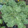 Col rizada ‘Emerald Ice’ (Brassica oleracea convar. acephala var. sabellica) semillas