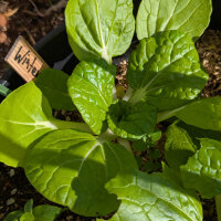 Pak choi de invierno ‘Golden Heart’ (Brassica rapa var. chinensis) semillas ecológicas