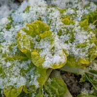 Pak choi de invierno ‘Golden Heart’ (Brassica rapa var. chinensis) semillas ecológicas
