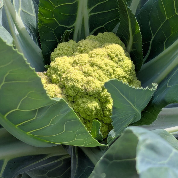 Coliflor verde ‘Verde di Macerata’ (Brassica oleracea) semillas