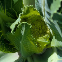 Coliflor verde ‘Verde di Macerata’ (Brassica oleracea) semillas