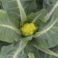 Coliflor verde ‘Verde di Macerata’ (Brassica oleracea) semillas