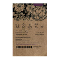 Coliflor verde ‘Verde di Macerata’ (Brassica oleracea) semillas