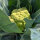 Coliflor verde ‘Verde di Macerata’ (Brassica oleracea) semillas