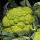 Coliflor verde ‘Verde di Macerata’ (Brassica oleracea) semillas