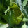 Coliflor verde ‘Verde di Macerata’ (Brassica oleracea) semillas