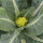 Coliflor verde ‘Verde di Macerata’ (Brassica oleracea) semillas