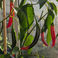 Chile coreano Taeyang Medium (Capsicum annuum) –...