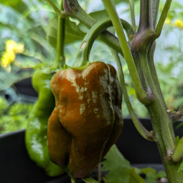 Pimiento dulce Sweet Chocolate (Capsicum annuum) semillas