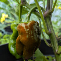 Pimiento dulce Sweet Chocolate (Capsicum annuum) semillas
