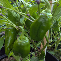 Pimiento dulce Sweet Chocolate (Capsicum annuum) semillas