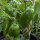 Pimiento dulce Sweet Chocolate (Capsicum annuum) semillas
