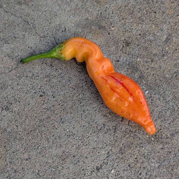 Chile Sugar Rush Peach Stripey (Capsicum baccatum) semillas