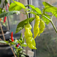 Chile Sugar Rush Peach Stripey (Capsicum baccatum) semillas