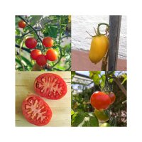 Variedades de tomate históricas (orgánicas) - Kit de semillas