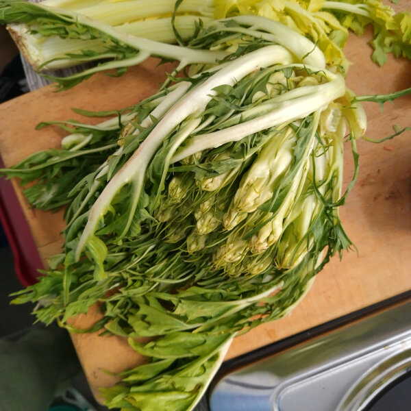 Catalogna ‘Puntarella Galatina’ (Cichorium intybus var. foliosum) semillas