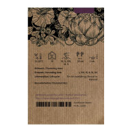 Catalogna ‘Puntarella Galatina’ (Cichorium intybus var. foliosum) semillas