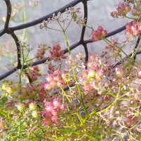 Cilantro Jantar (Coriandrum sativum) semillas