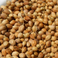 Cilantro Jantar (Coriandrum sativum) semillas