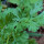 Cilantro Jantar (Coriandrum sativum) semillas