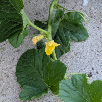 Melón reticulado Petit gris de Rennes (Cucumis...